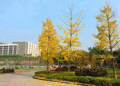 石家庄白求恩医学院地址在哪里？